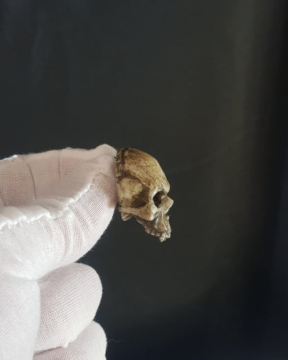 Broche crâne vampire réaliste os